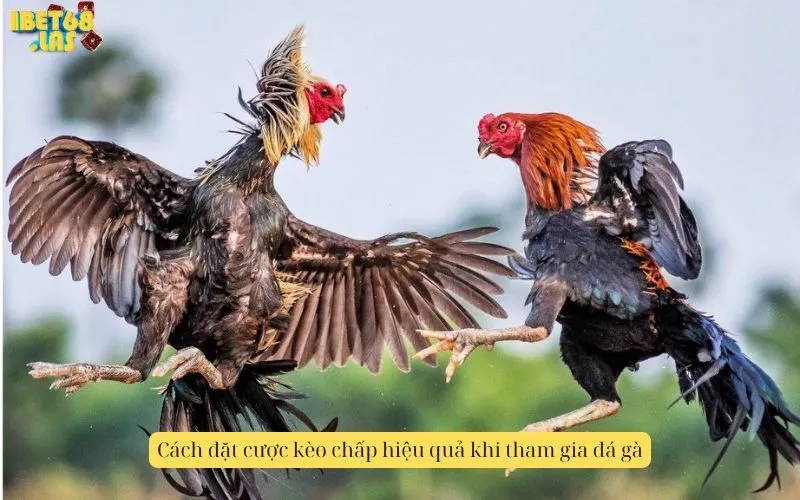 Cách đặt cược kèo chấp hiệu quả khi tham gia đá gà