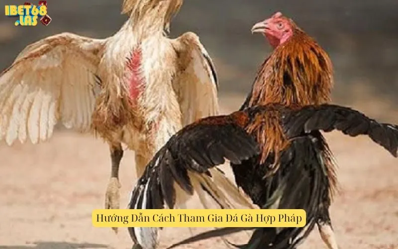 Hướng Dẫn Cách Tham Gia Đá Gà Hợp Pháp