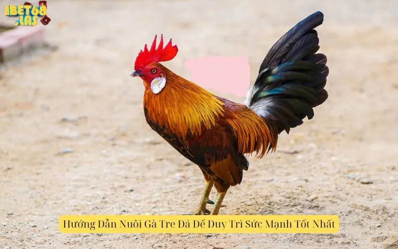 Hướng Dẫn Nuôi Gà Tre Đá Để Duy Trì Sức Mạnh Tốt Nhất